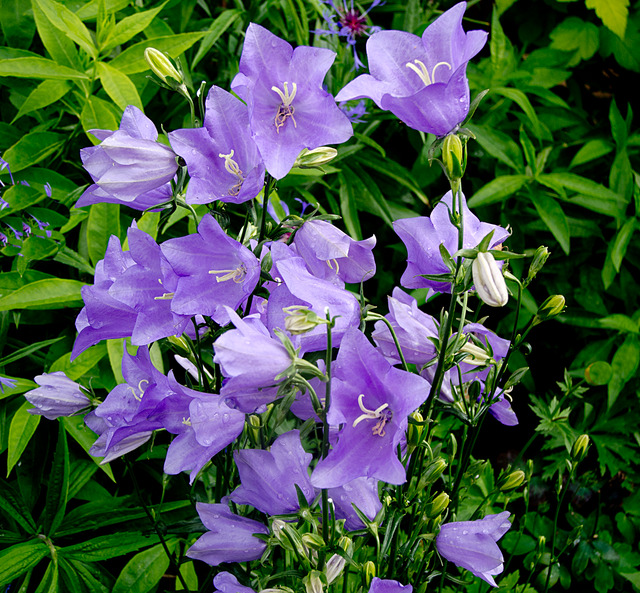 Midsommardags blomster i trädgården