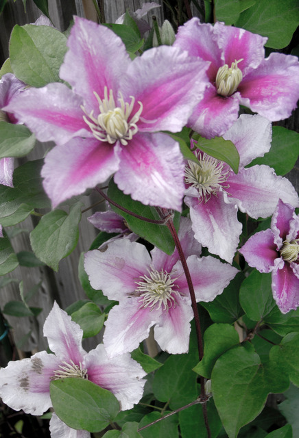 Midsommardags blomster i trädgården