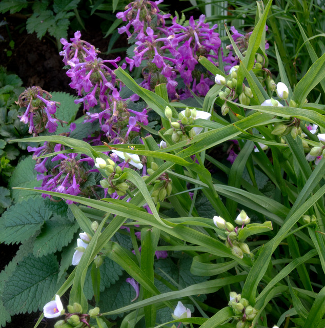 Midsommardags blomster i trädgården