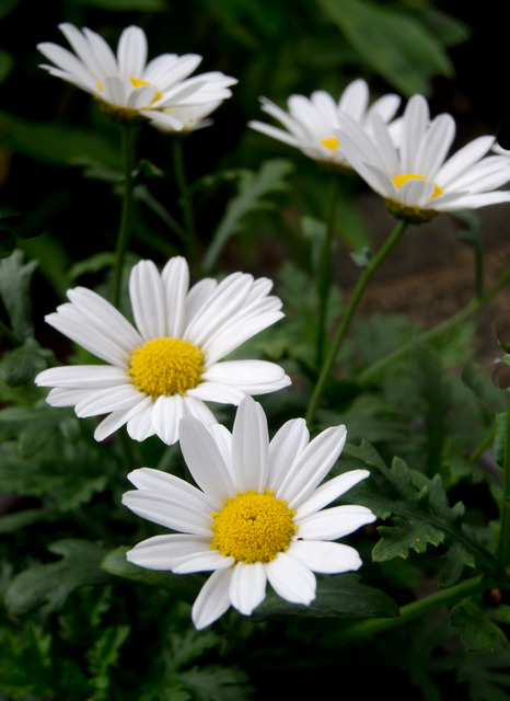 Midsommardags blomster i trädgården