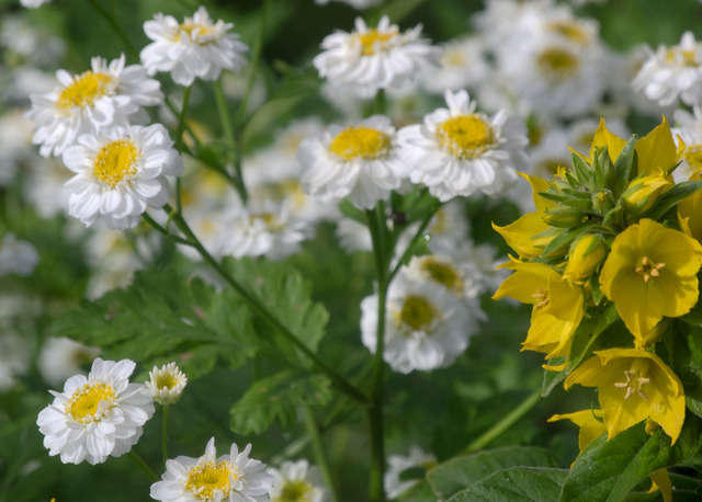 Midsommardags blomster i trädgården